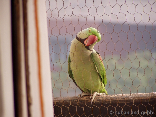 Picture 069